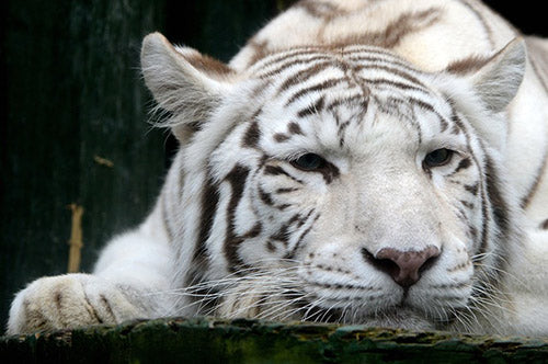 Image for blog post entitled “Indonesia’s most unexpected meteorite” — Benedict Anderson on Eka Kurniawan