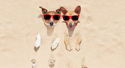 Verso authors recommend summer reading