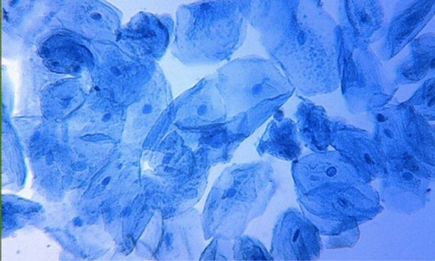 Human cheek cells, CC image license