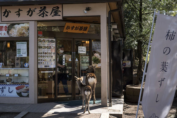 Sika deer have been seen roaming the streets of Nara, Japan, as the number of tourists to Nara Park, where they usually live and are fed, has plummeted. Credit: Tomohiro Ohsumi/Getty Images