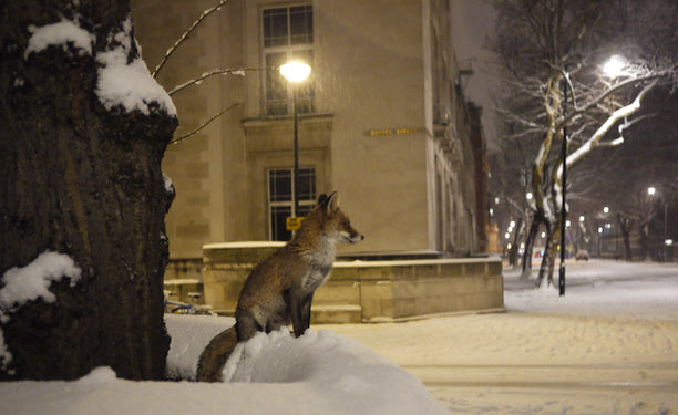 Malet Street, London. via Flickr.