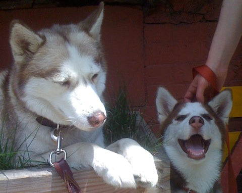 Image for blog post entitled A Modest Proposal for John O'Brien