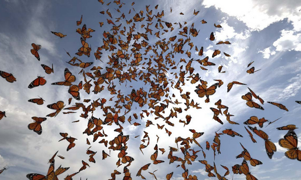 Reading Mutualism: A contemplation after Medium Design