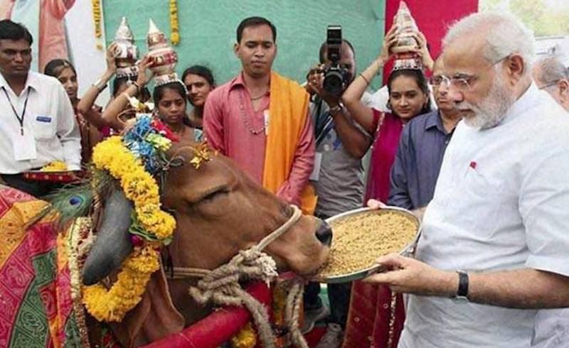 Narendra Modi — then Chief Minister of Gujarat — feeds a cow at an agricultural fair in Dohad, May 2013.