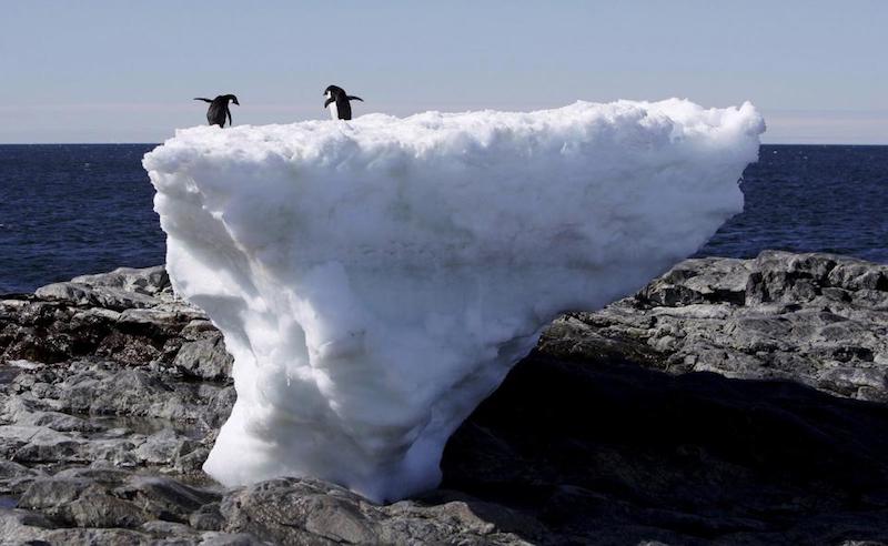Penguins on a block of melting ice in East Antarctica during record summer temperatures. 