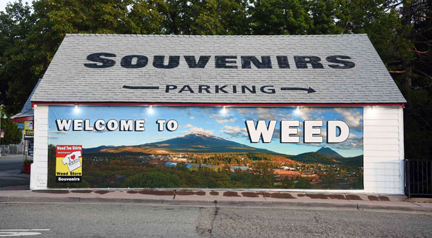 Ganjapreneurs and the Caucasian Cannabis Cartel